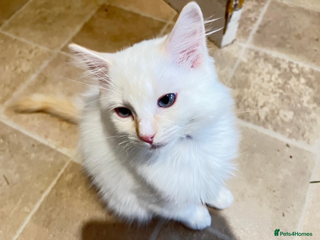 Ragdoll cats for sale: 4 Ragdoll Kittens - Advert 5