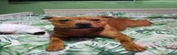 Staffordshire Bull Terrier dogs for sale: Red staffordshire bull terrier pups - Advert 5