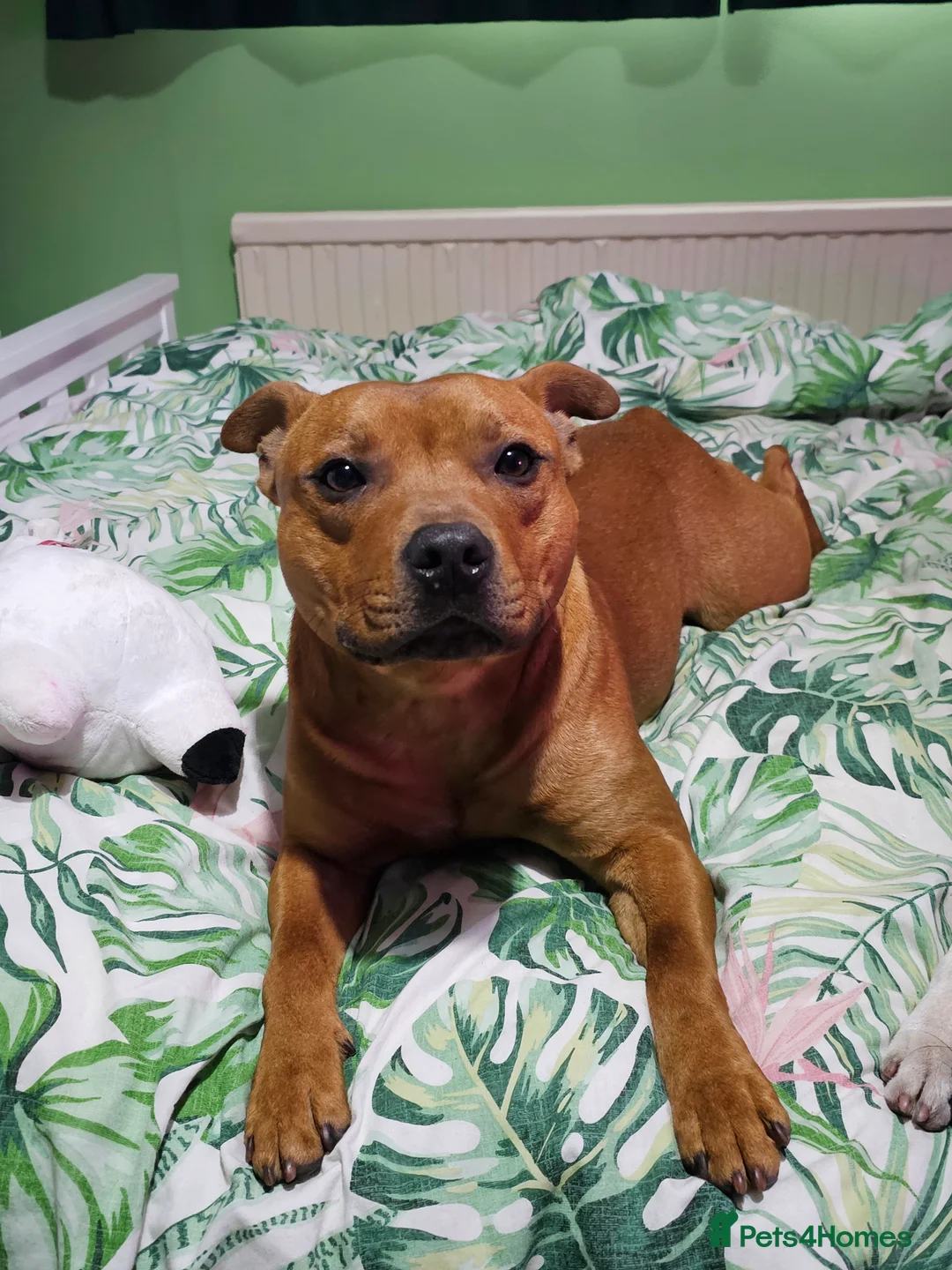 Staffordshire Bull Terrier dogs for sale: Red staffordshire bull terrier pups - Advert 5