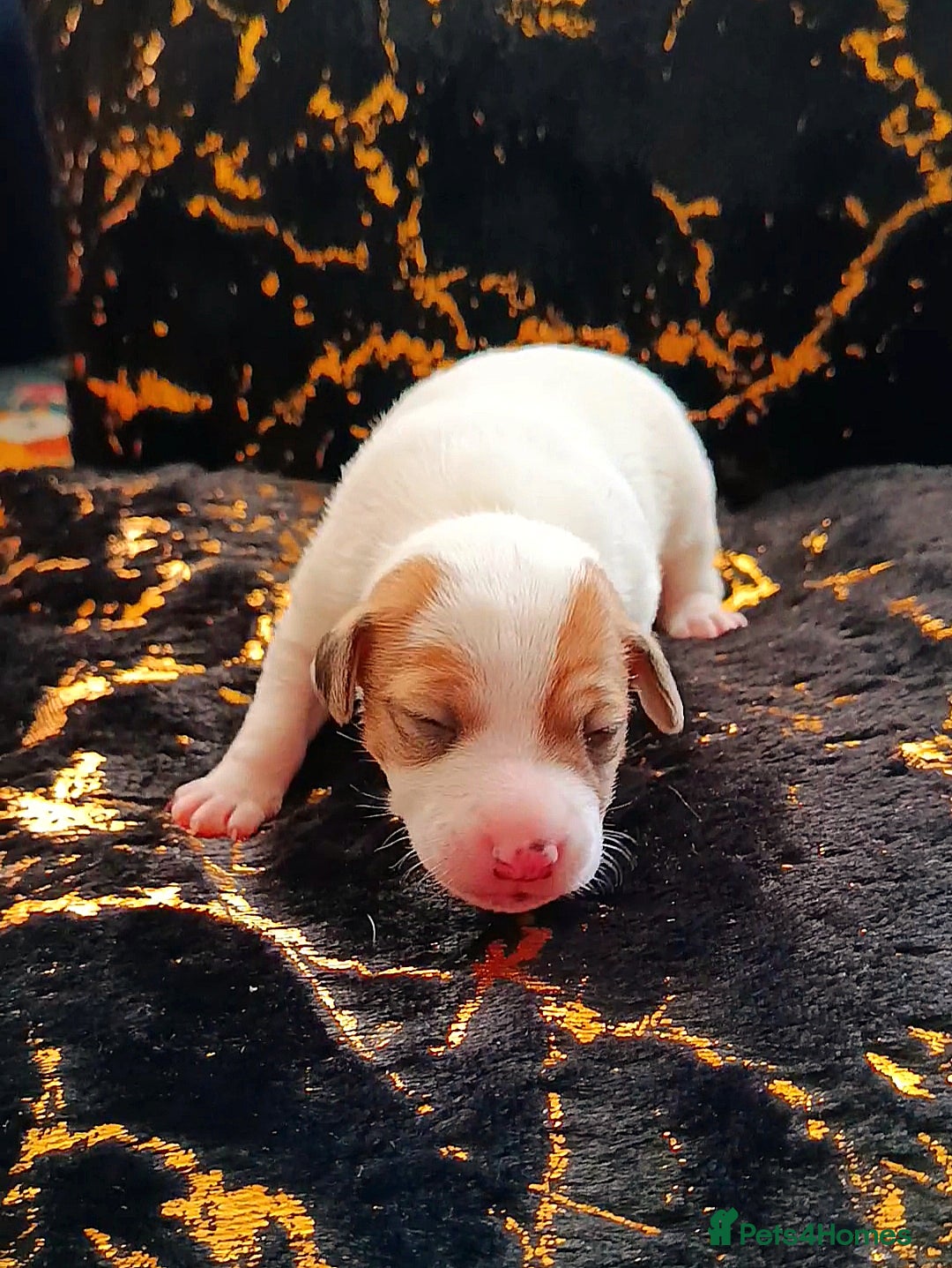 Jack Russell dogs for sale: 🤎🐶 Adorable Jack Russell Terrier Puppies✨ - Advert 2