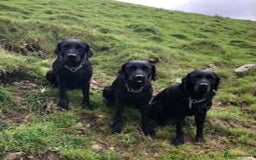 Labrador Retriever dogs for sale: Excellent KC reg-health checked, 6th generation  - Image 8