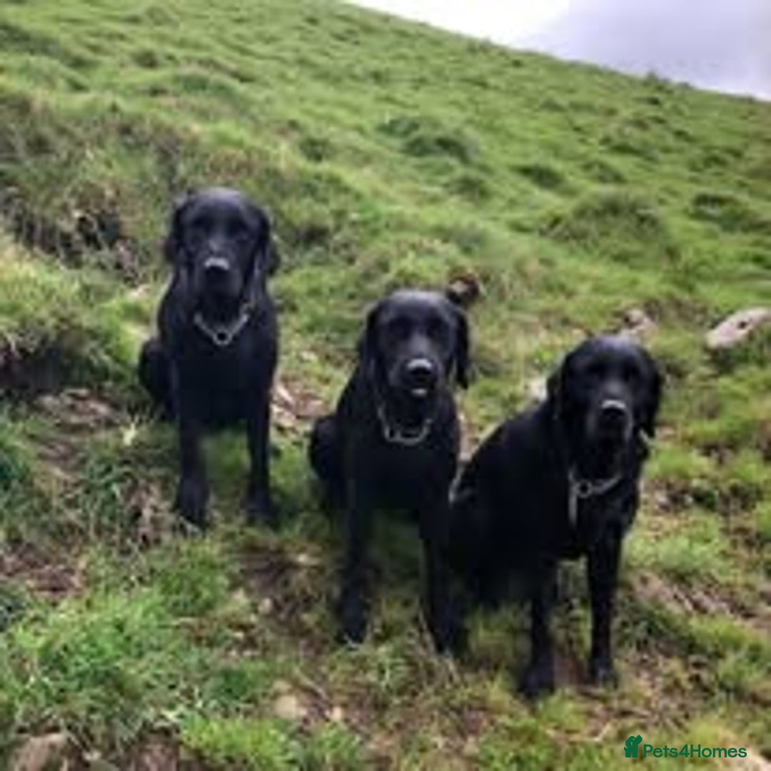 Labrador Retriever dogs for sale: Excellent KC reg-health checked, 6th generation  - Image 8