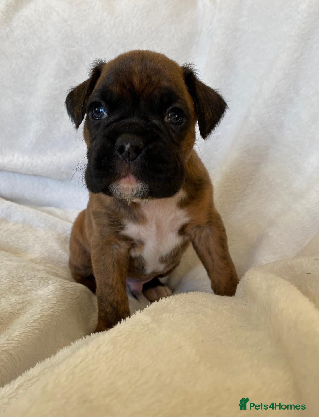Boxer dogs for sale: Boxer puppies kc registered 5 star licence  - Advert 9