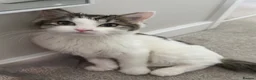 Mixed Breed cats for sale: 2 little kittens looking for forever homes  - Advert 2
