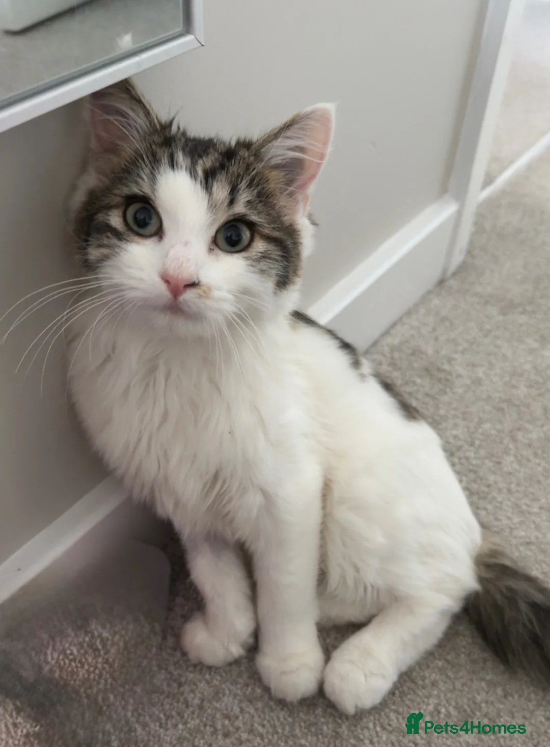 Mixed Breed cats for sale: 2 little kittens looking for forever homes  - Advert 2