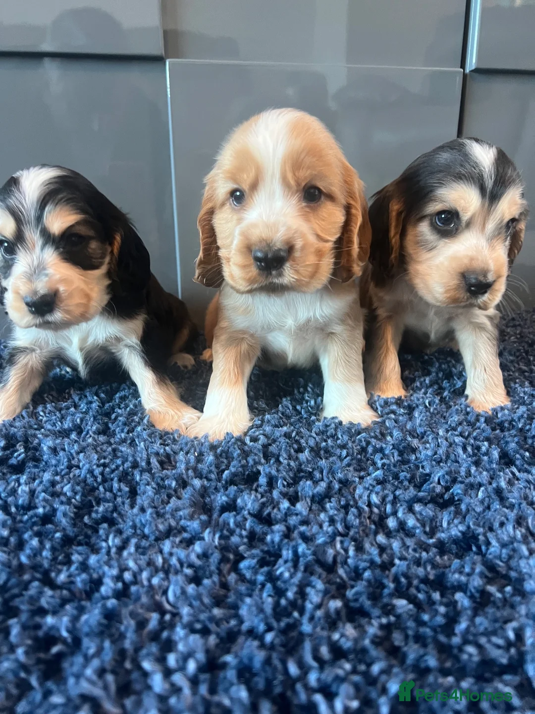 Cocker Spaniel dogs for sale: 💙 Exceptional show type health tested boys 💙 - Advert 1