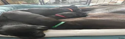 Labrador Retriever dogs for sale: Beautiful Black Labrador Boys Ready Soon - Advert 16