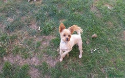 Mixed Breed dogs for sale: Minituar yorkie cross dashound puppies - Image 15