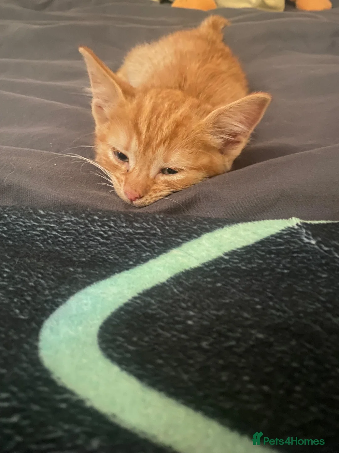 Domestic Shorthair cats for sale: Female ginger for sale  - Advert 3