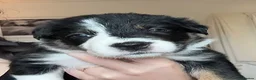 Mixed Breed dogs for sale: Bearded Collie x Border Collie Puppies - Advert 5