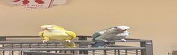 Budgerigars birds for sale: Blue and Yellow Quakers for sale!!  - Advert 1