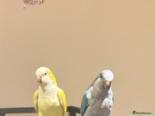 Budgerigars birds Blue and Yellow Quakers for sale!! - Advert 12