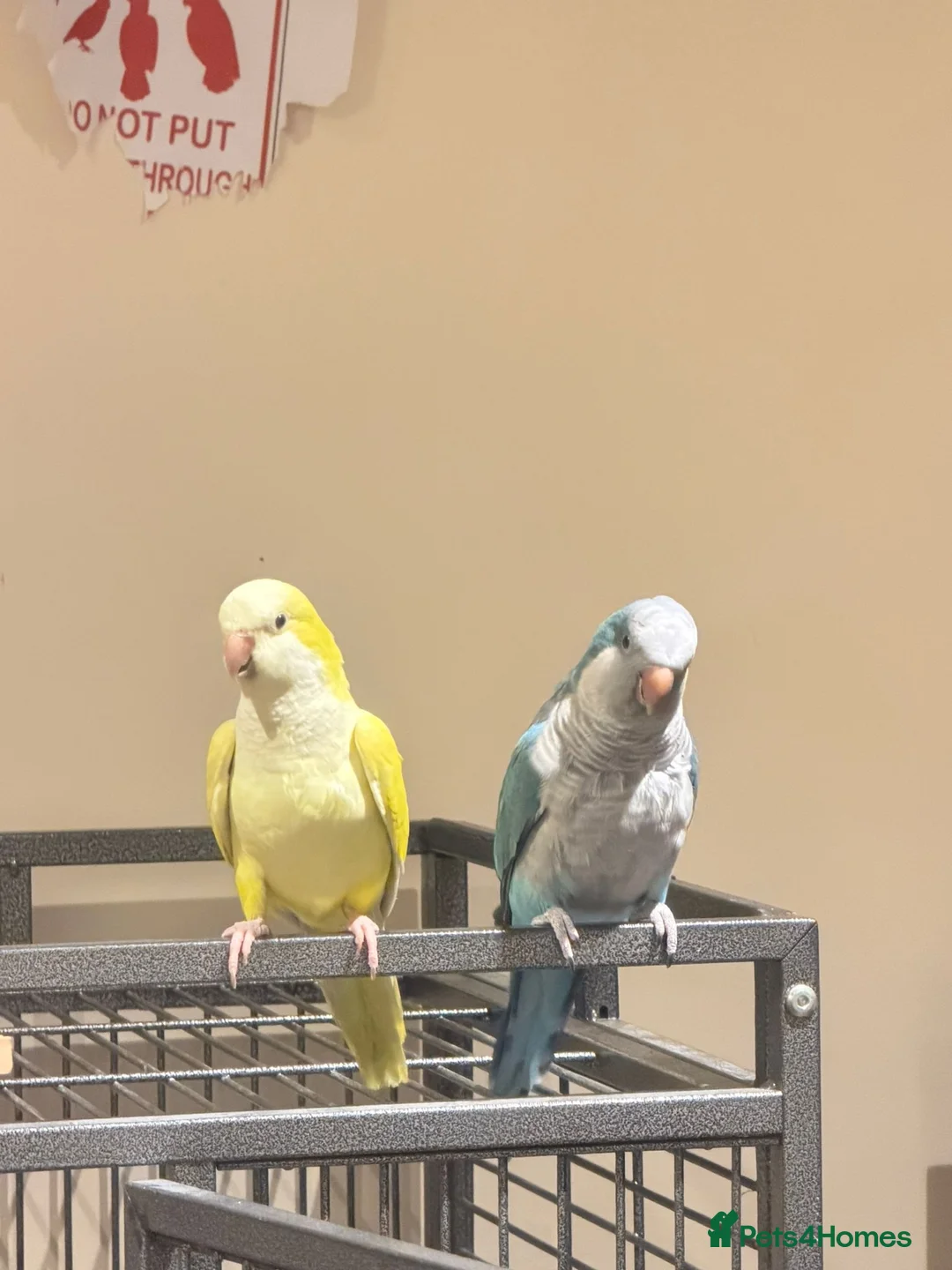 Budgerigars birds for sale: Blue and Yellow Quakers for sale!!  - Advert 1