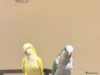 Budgerigars birds Blue and Yellow Quakers for sale!! - Advert 17