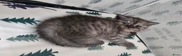 British Shorthair cats for sale: Stunning & Unique Kittens for Sale in Buckingham - Advert 9