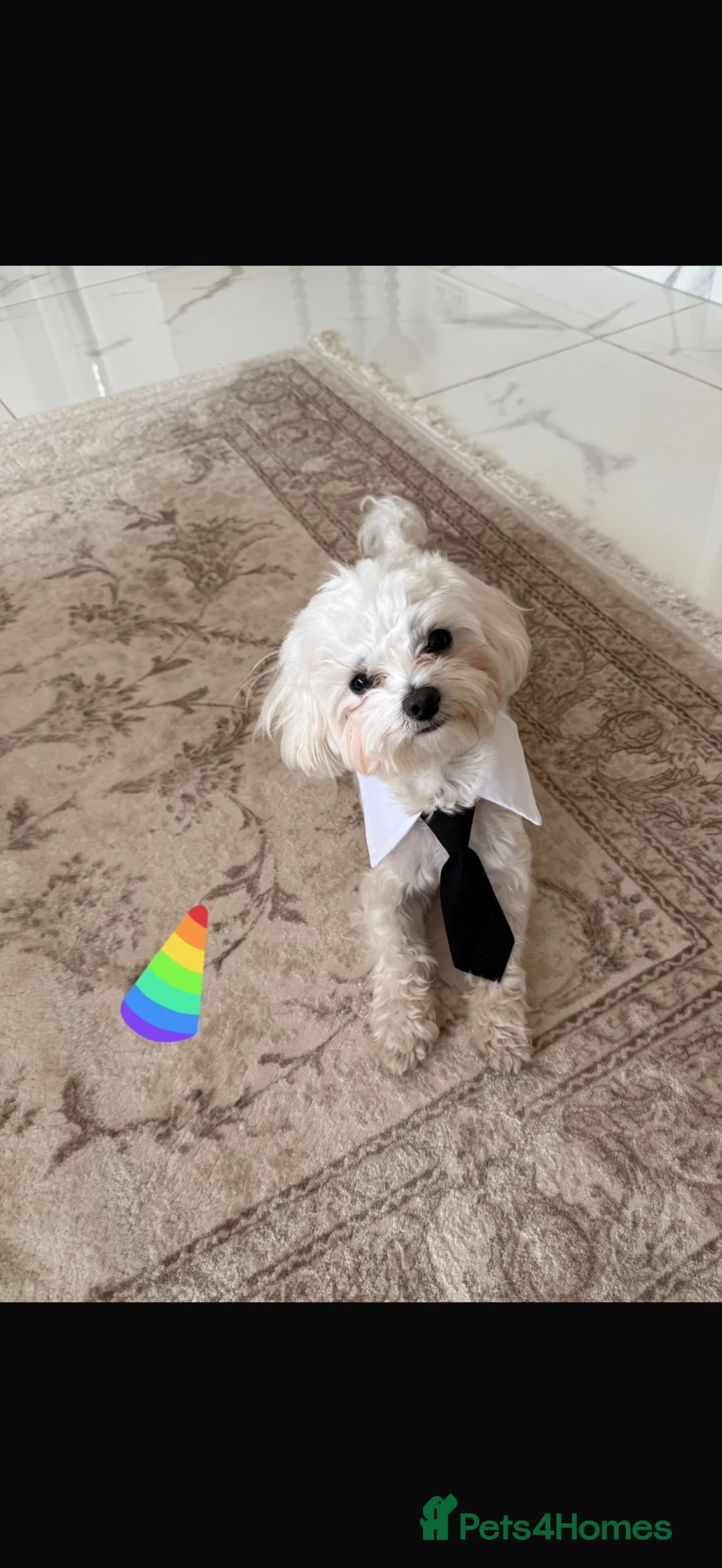 Maltese dogs for sale: Beautiful Maltese puppy  - Advert 2