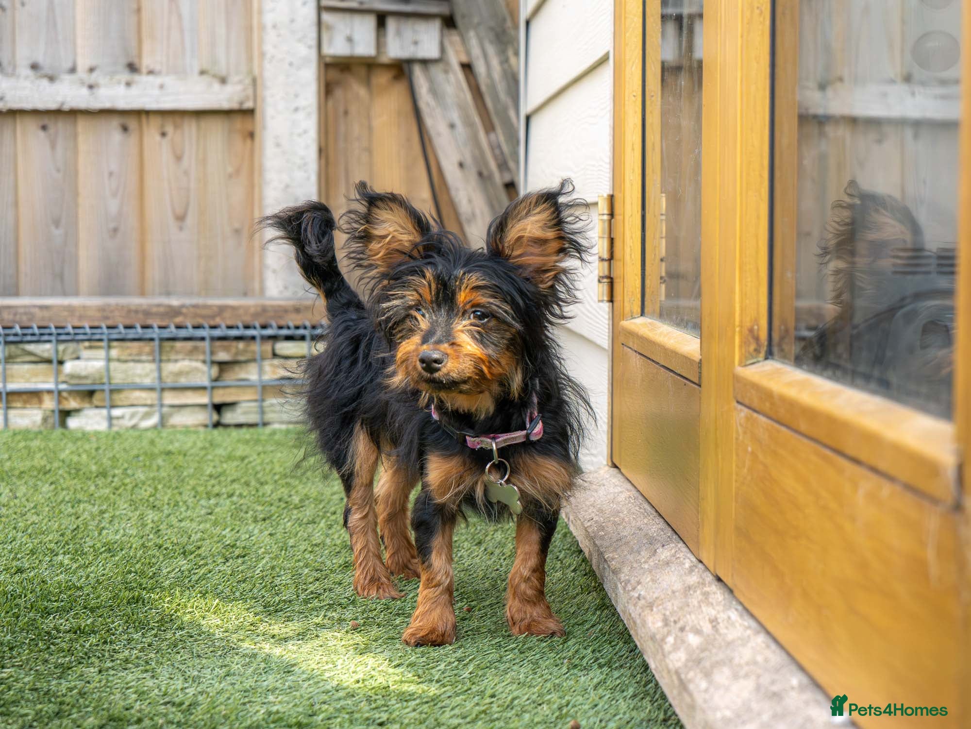 Mixed Breed dogs Mini-Max - Advert 2