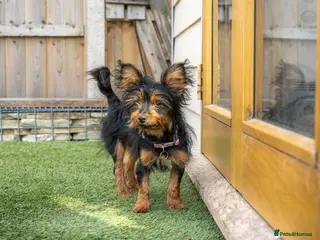 Mixed Breed dogs Mini-Max - Advert 2