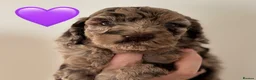 Cockapoo dogs for sale: Amazing Litter - Advert 1