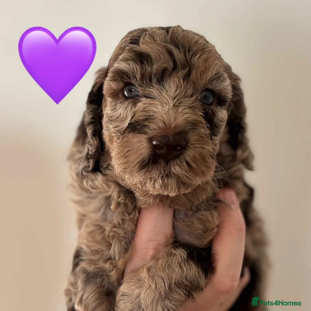 Cockapoo dogs for sale: Amazing Litter - Advert 1