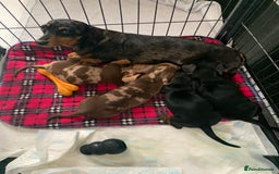 Miniature Dachshund dogs for sale: Minature daschund puppys - Image 8