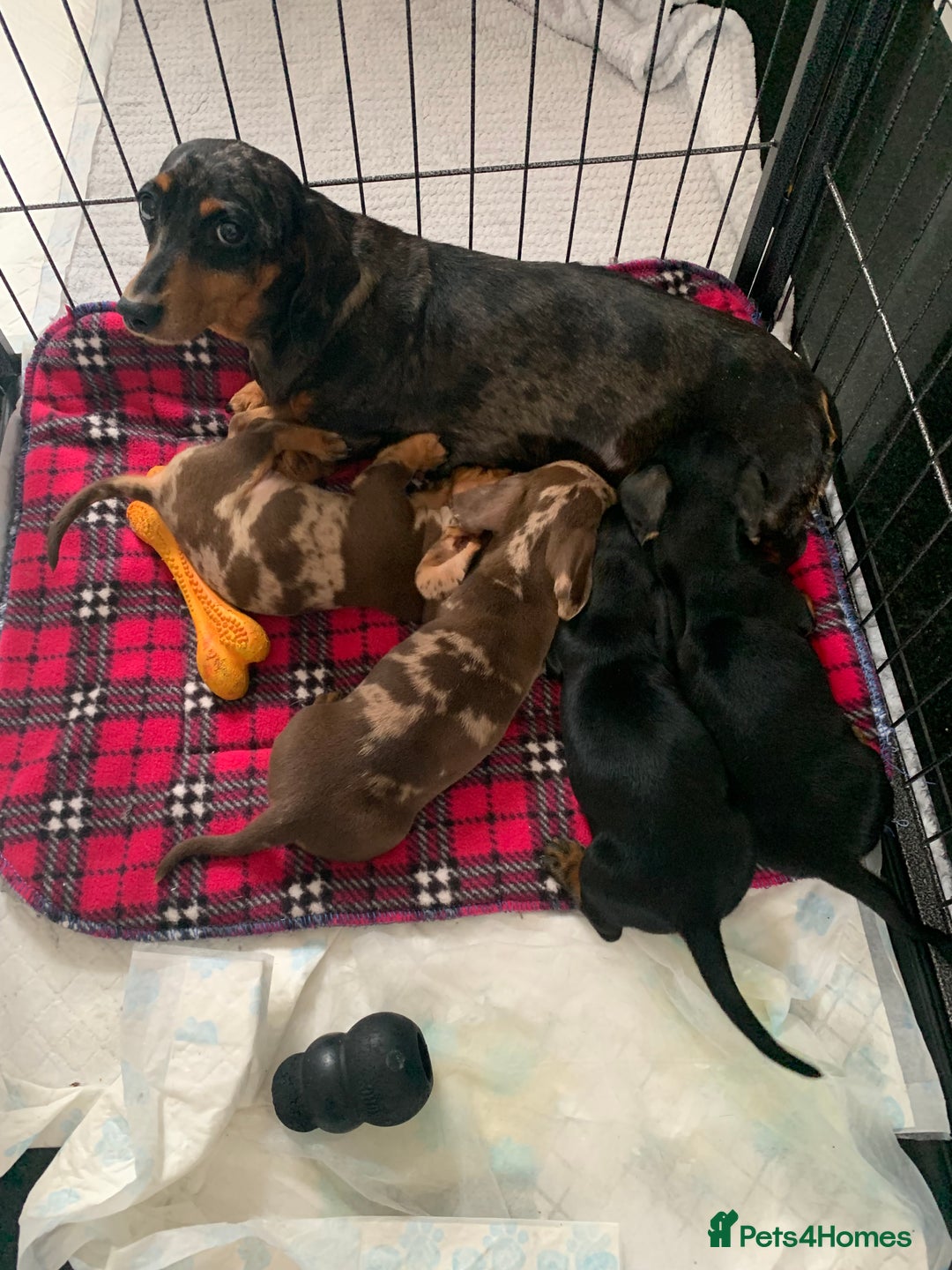 Miniature Dachshund dogs for sale: Minature daschund puppys - Image 8