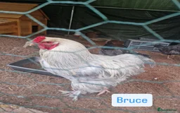 Chickens poultry for sale: Rooster  - Image 2