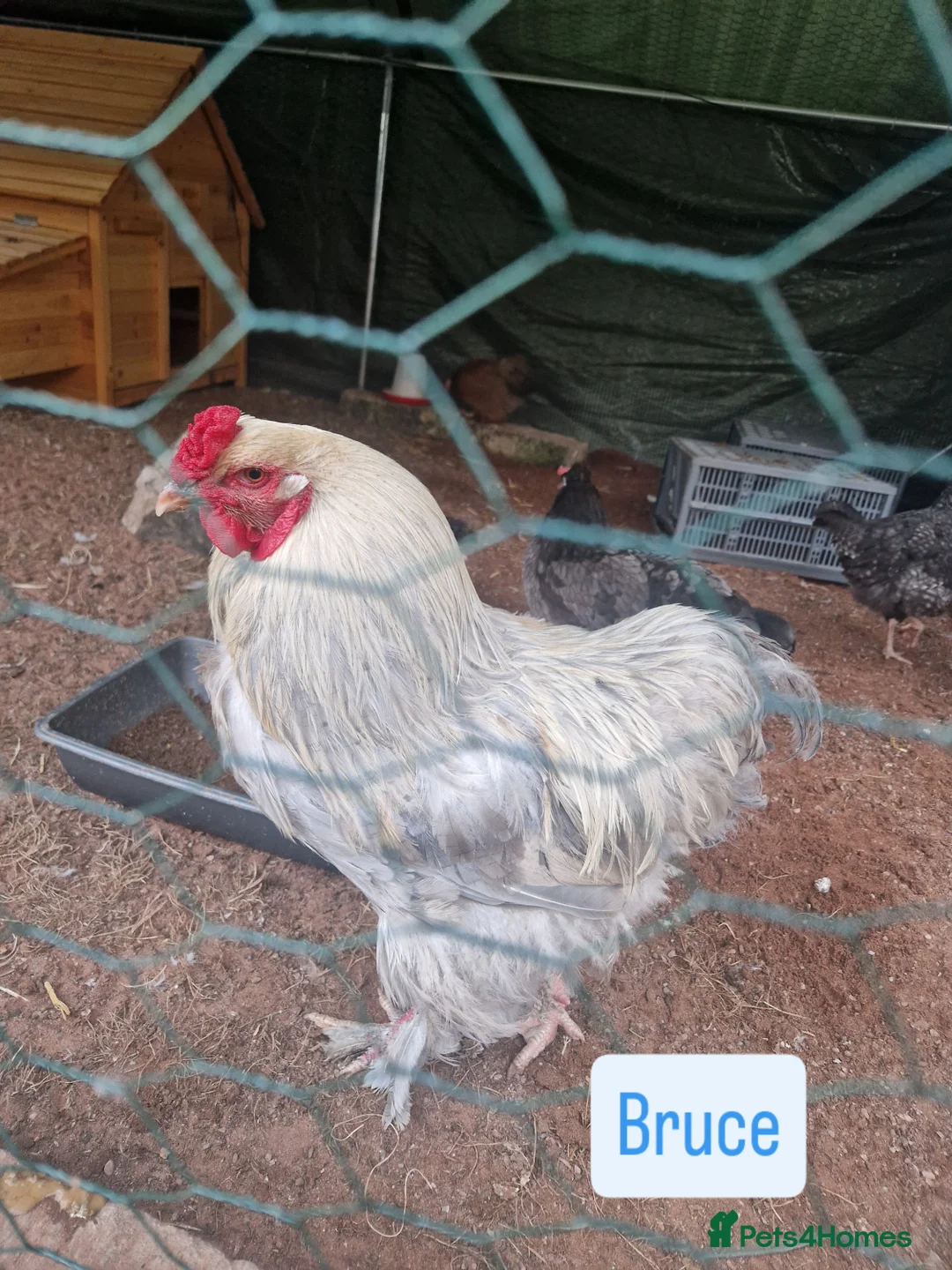 Chickens poultry for sale: Rooster  - Image 2