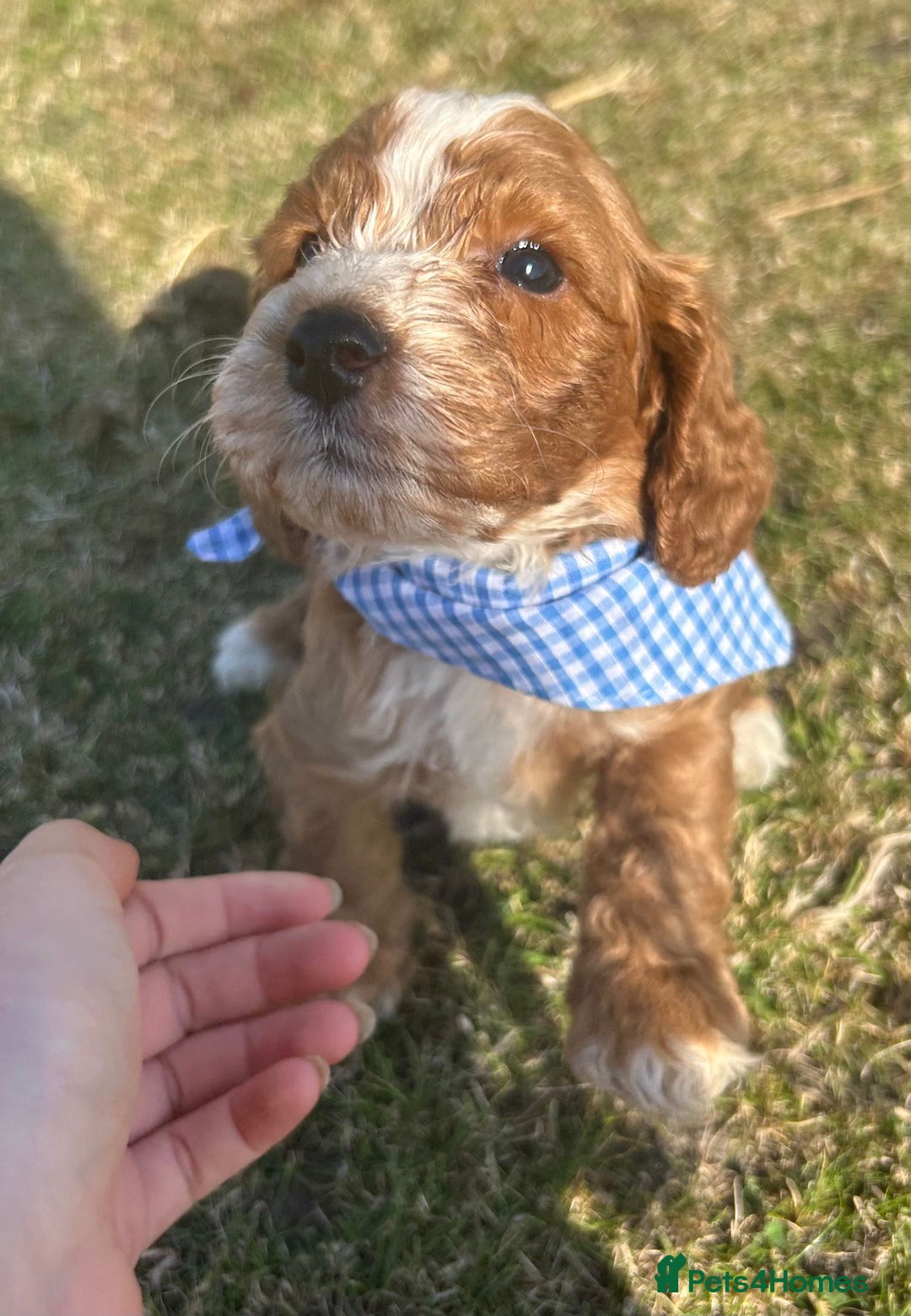 Cockapoo dogs for sale: Cockapoo puppies - Image 6