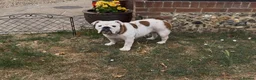 English Bulldog dogs for sale: Beautiful KC Reg Bulldog Puppies - Advert 12