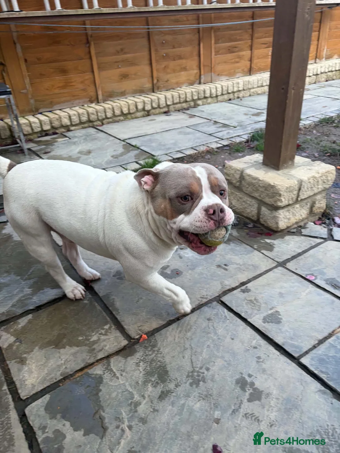 American Bully dogs for sale: Bobby in Gloucester - Advert 2