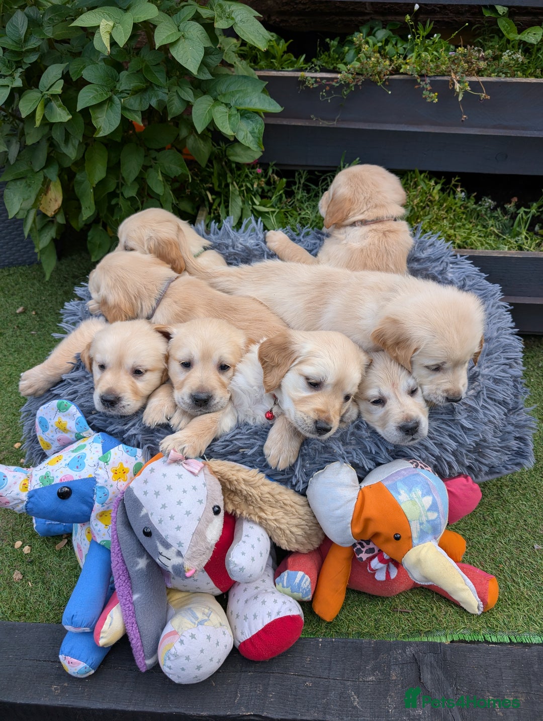 Golden Retriever dogs for sale: Fully vaccinated KC registered golden retriever  - Image 6