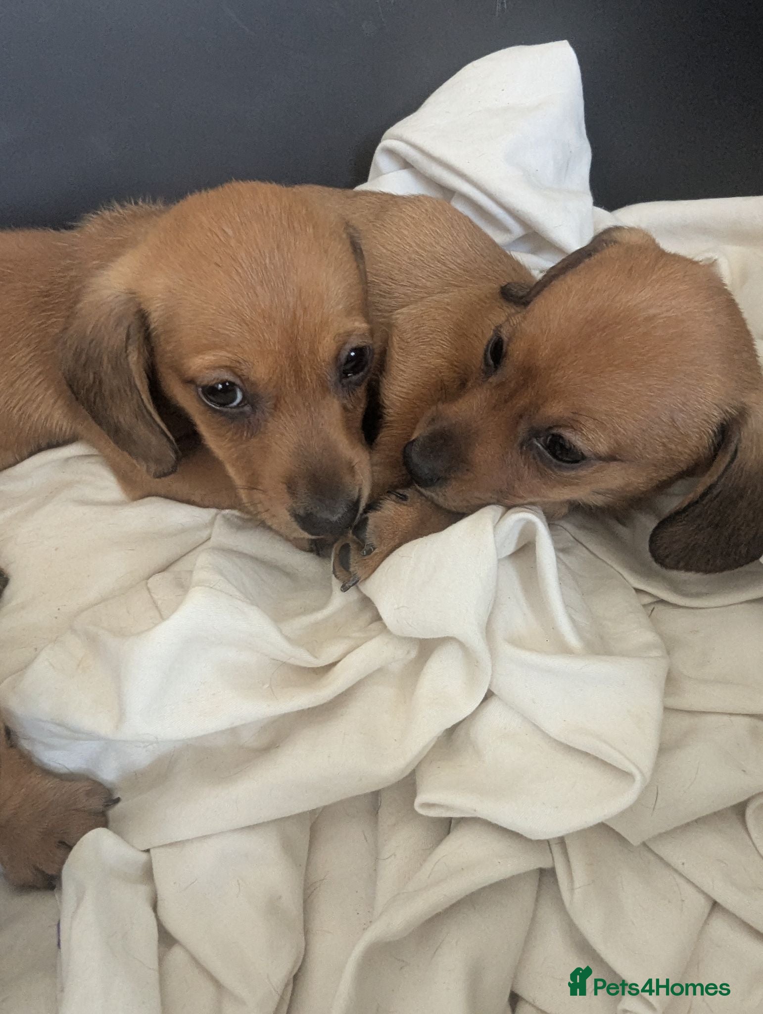 Miniature Dachshund dogs Kc registered mini smooth - Advert 8