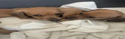 Miniature Dachshund dogs for sale: Kc registered mini smooth - Advert 1