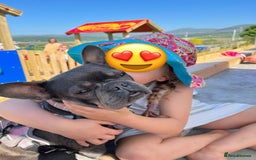 French Bulldog dogs for sale: Meet Zola 🐶  - Image 6