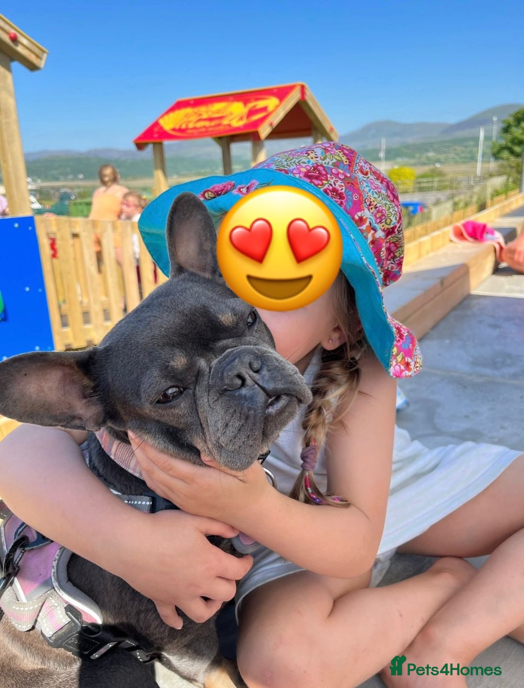 French Bulldog dogs for sale: Meet Zola 🐶  - Image 6