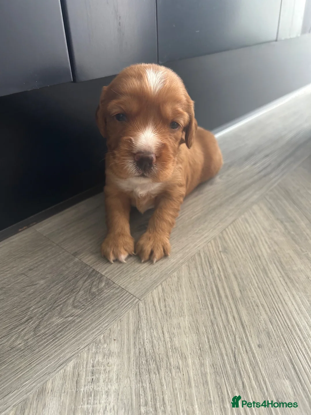 Sprocker dogs for sale: ✨ Sprocker Spaniel Puppies ✨ - Advert 2