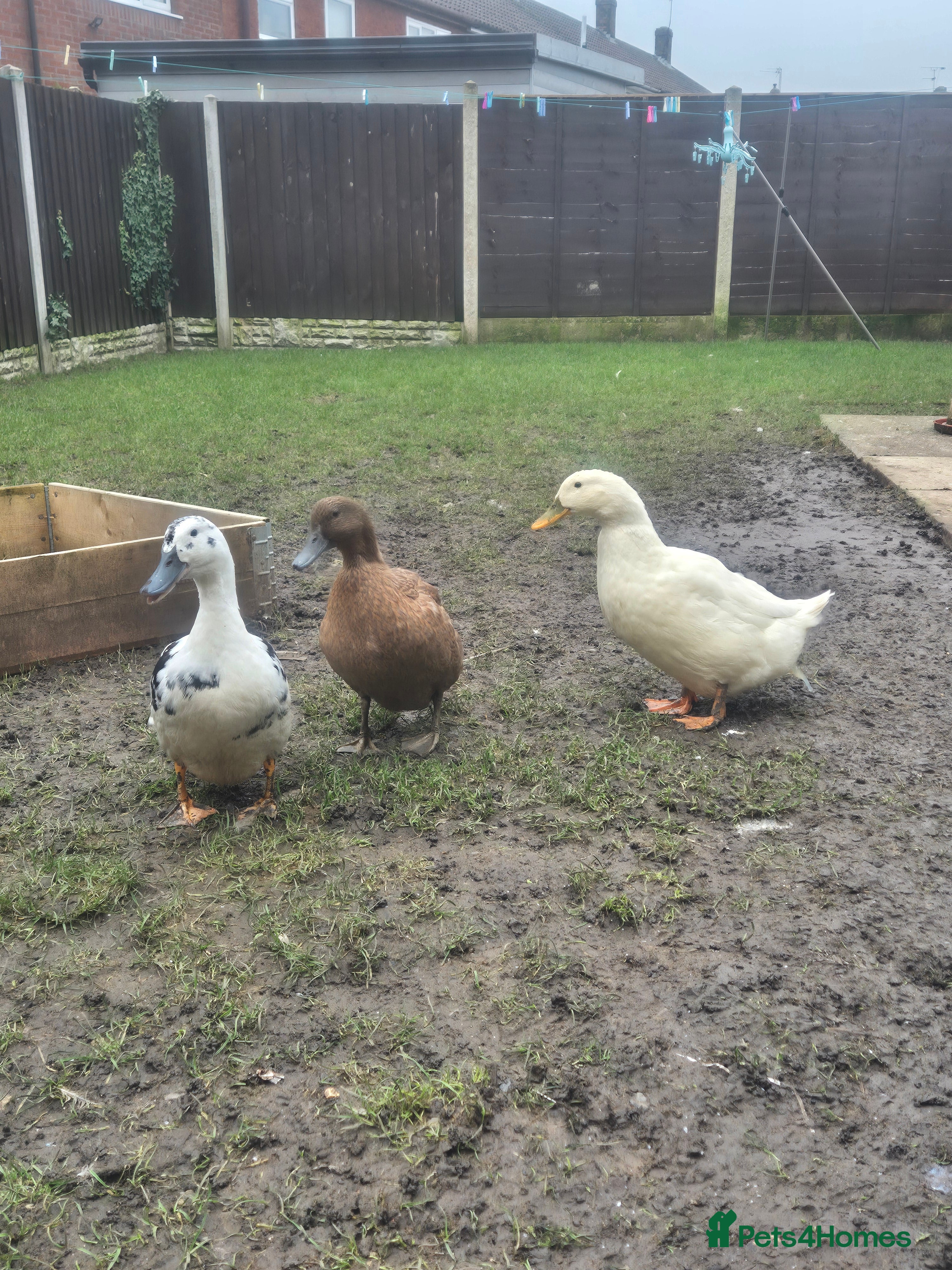 Ducks poultry Three ducks for sale - Advert 1