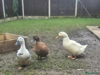 Ducks poultry Three ducks for sale - Advert 1