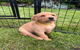 Labrador Retriever dogs for sale: Stunning, KC registered, Fox Red Labrador puppies. - Image 26