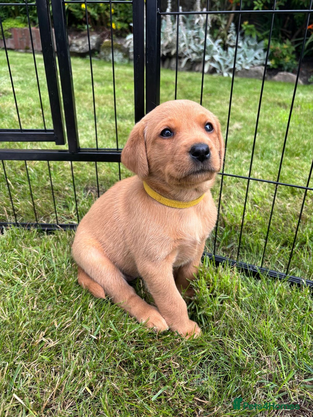 Labrador Retriever dogs for sale: Stunning, KC registered, Fox Red Labrador puppies. - Image 26