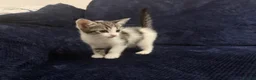 Domestic Shorthair cats for sale: Beautiful Kittens for Sale - Advert 10