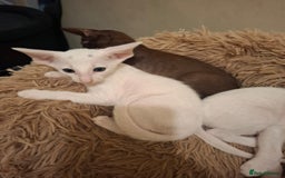 Oriental cats for sale: Stunning oriental kittens  - Image 8