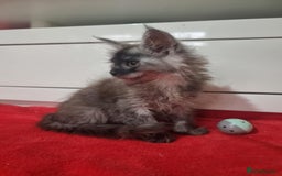 Maine Coon cats for sale: Beautiful Maine Coon Kittens - Advert 16