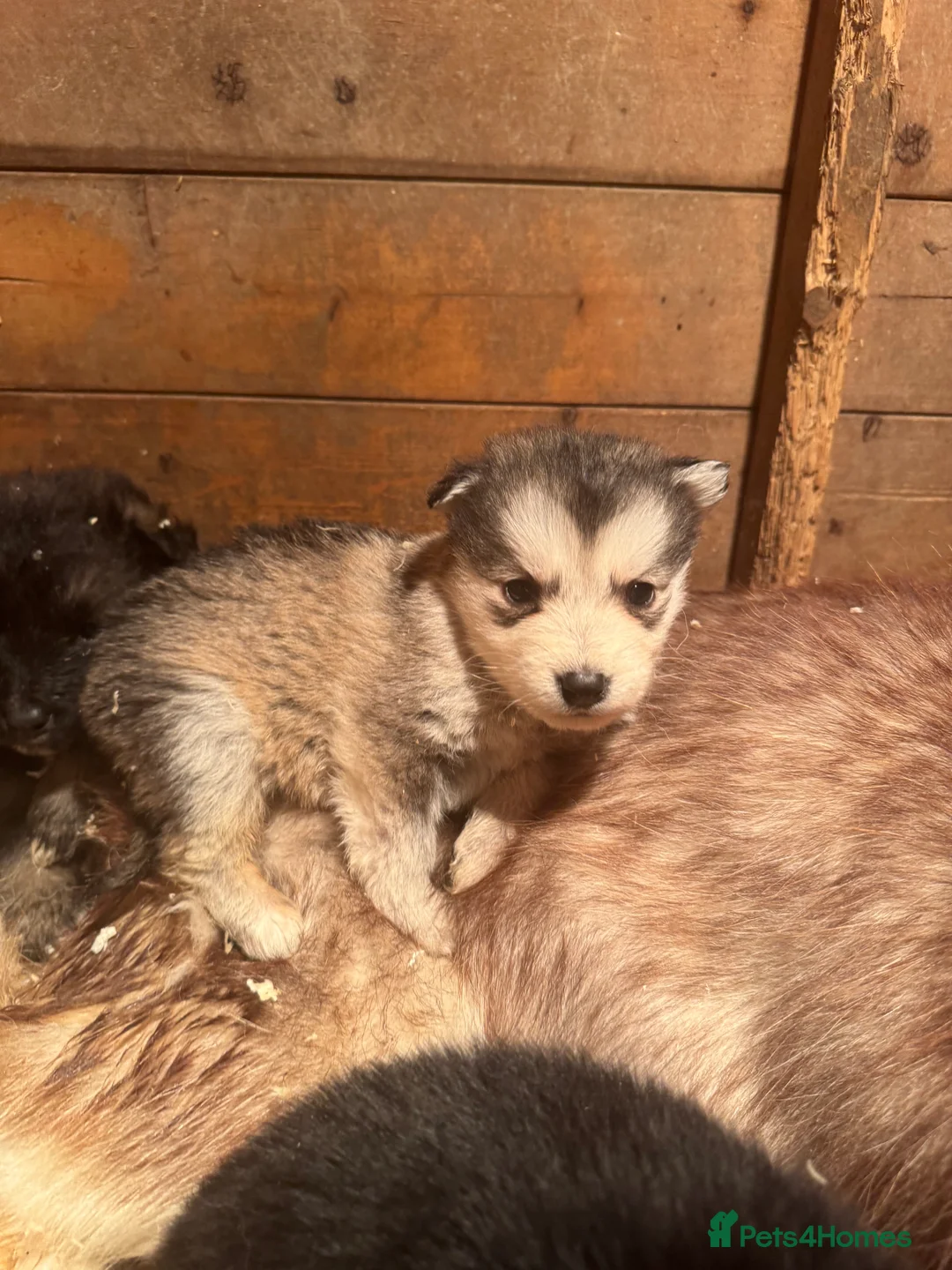 Mixed Breed dogs for sale: German shepherd x malamute puppies  - Advert 10