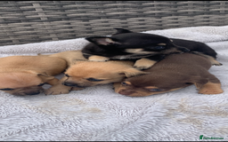 Mixed Breed dogs for sale: Stunning chihuahua x puppys - Image 1