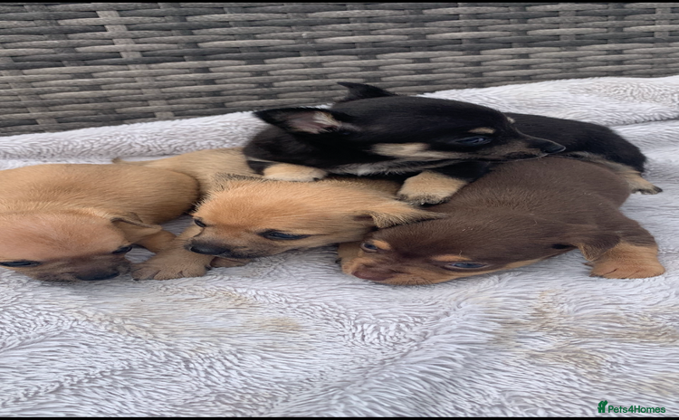 Mixed Breed dogs - Advert 7
