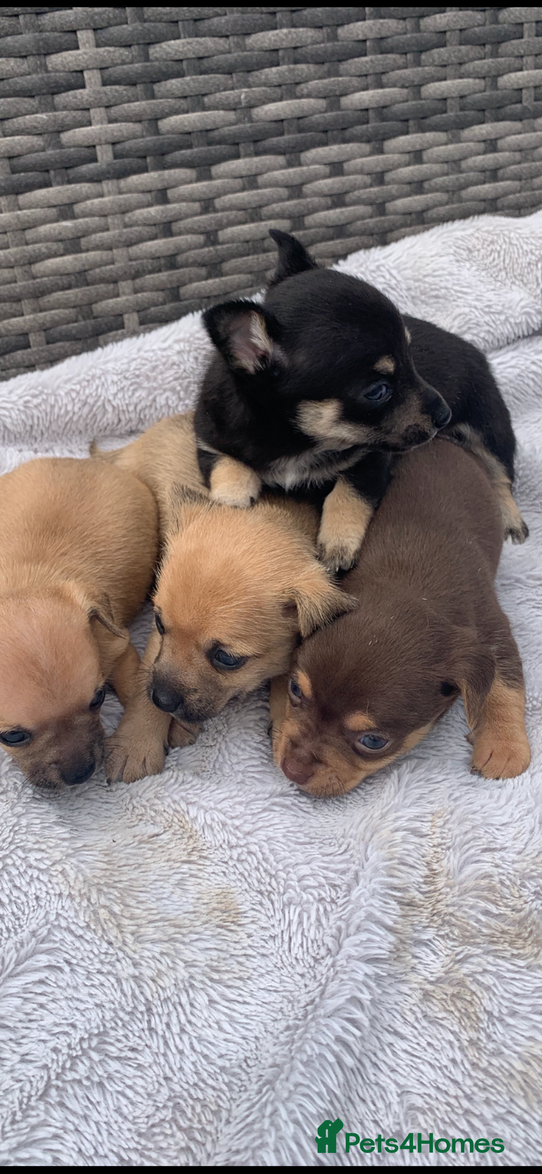 Mixed Breed dogs for sale: Stunning chihuahua x puppys - Image 1