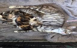 Mixed Breed cats for sale: Mixed colour tabby kittens - Image 12