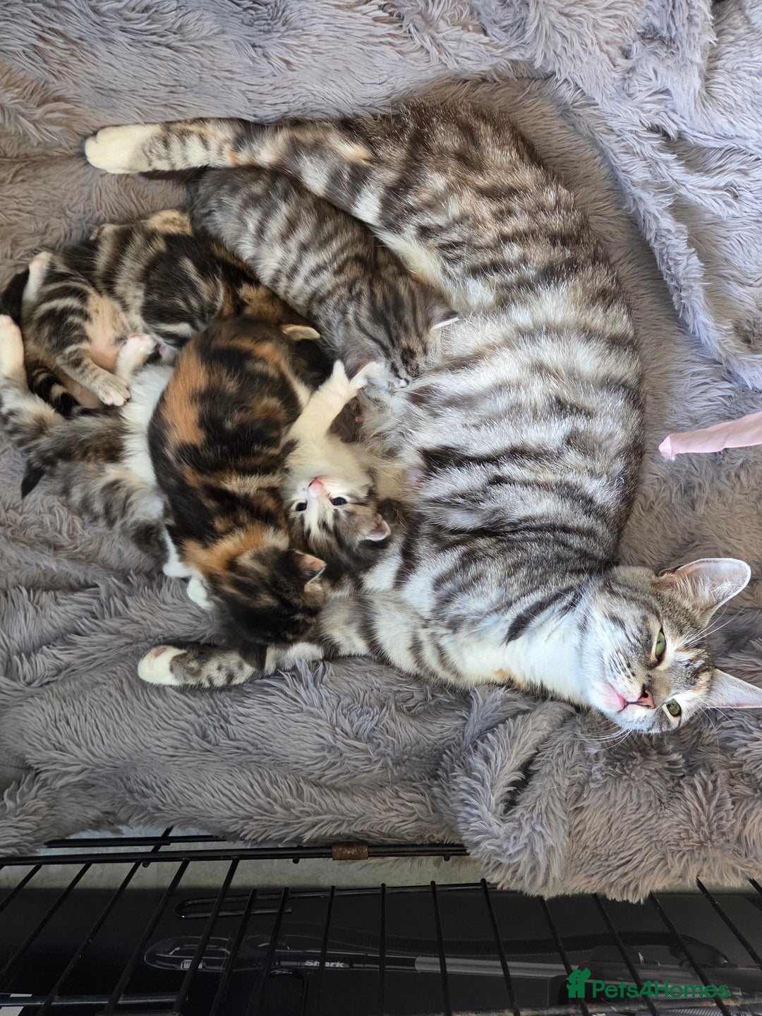 Mixed Breed cats for sale: Mixed colour tabby kittens - Image 12